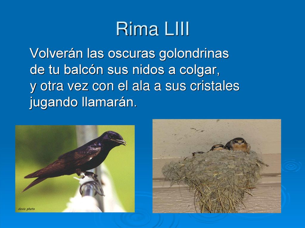 Rima LIII Volverán las oscuras golondrinas de tu balcón sus nidos a colgar, y otra vez con el ala a sus cristales jugando llamarán.