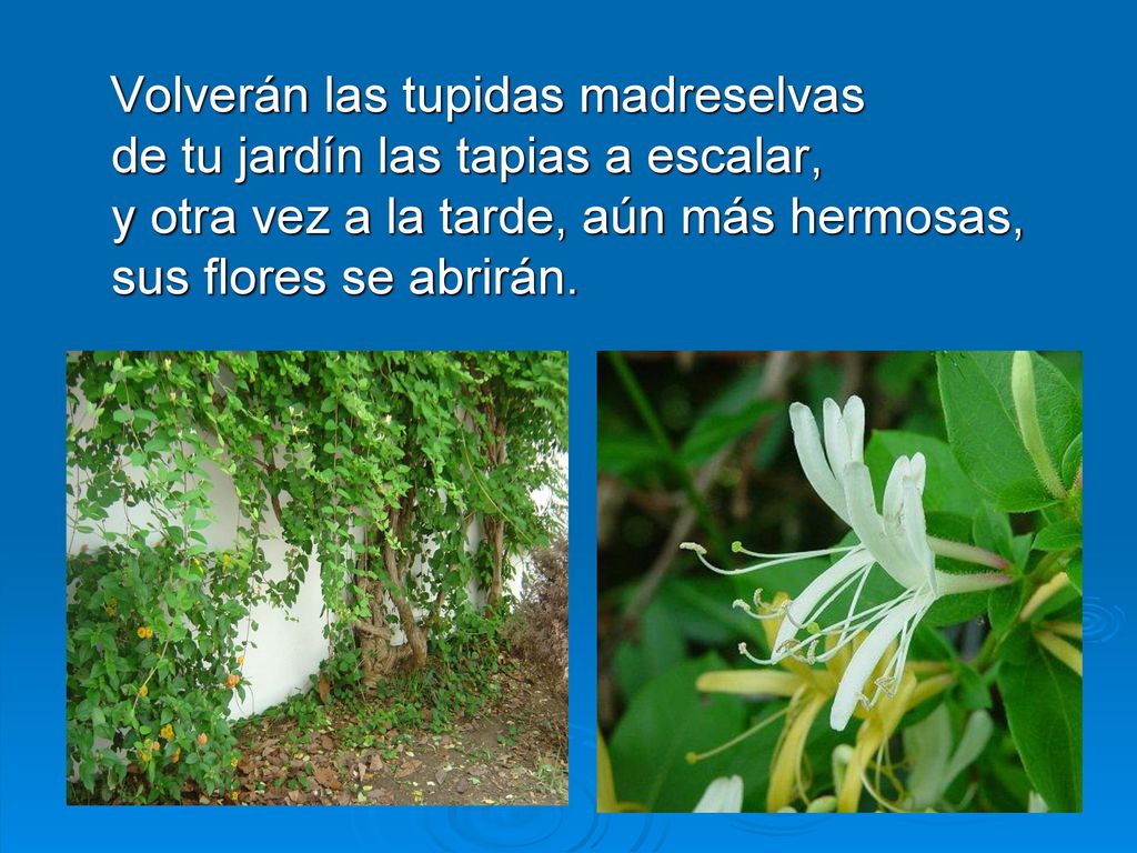 Volverán las tupidas madreselvas de tu jardín las tapias a escalar, y otra vez a la tarde, aún más hermosas, sus flores se abrirán.