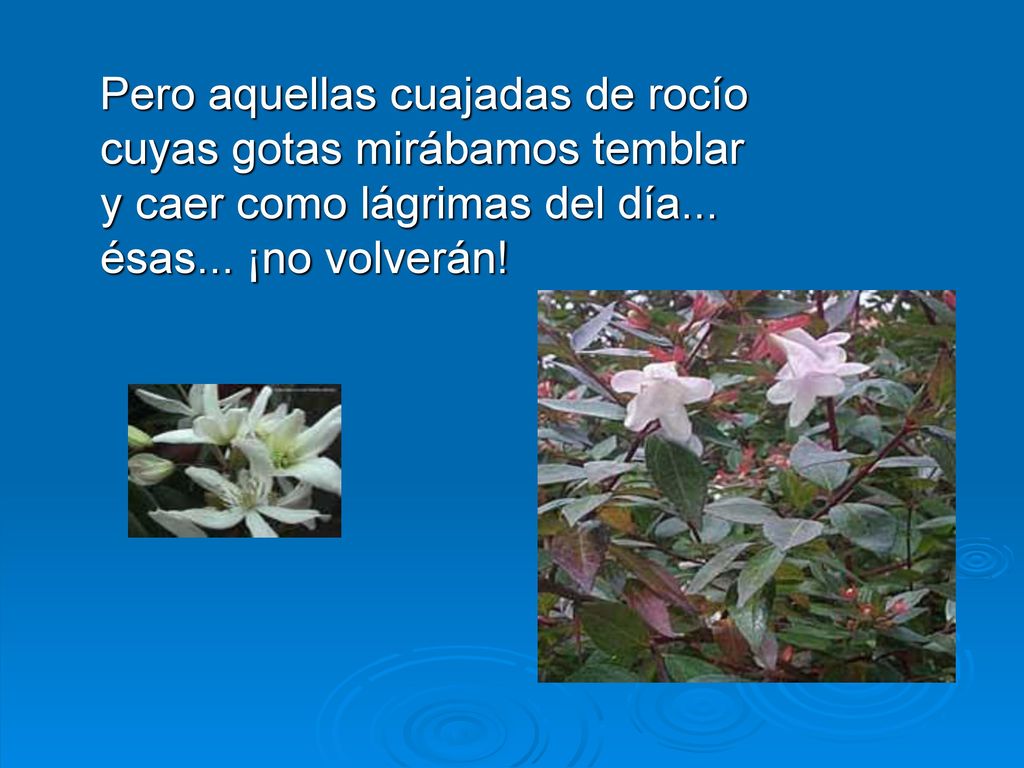 Pero aquellas cuajadas de rocío cuyas gotas mirábamos temblar y caer como lágrimas del día...