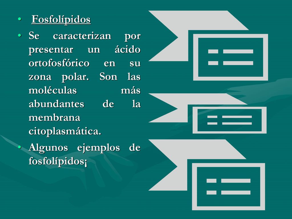 Fosfolípidos Se caracterizan por presentar un ácido ortofosfórico en su zona polar. Son las moléculas más abundantes de la membrana citoplasmática.