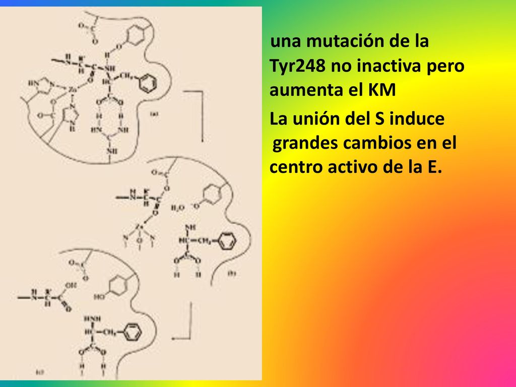 una mutación de la Tyr248 no inactiva pero aumenta el KM