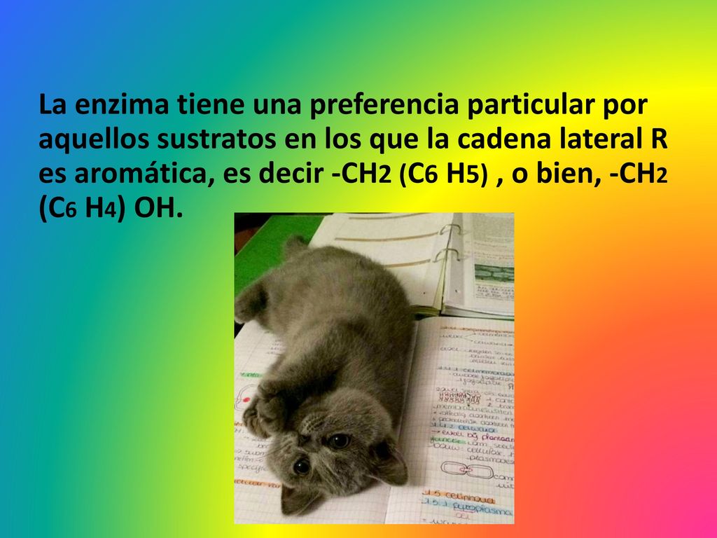 La enzima tiene una preferencia particular por aquellos sustratos en los que la cadena lateral R es aromática, es decir ‑CH2 (C6 H5) , o bien, ‑CH2 (C6 H4) OH.