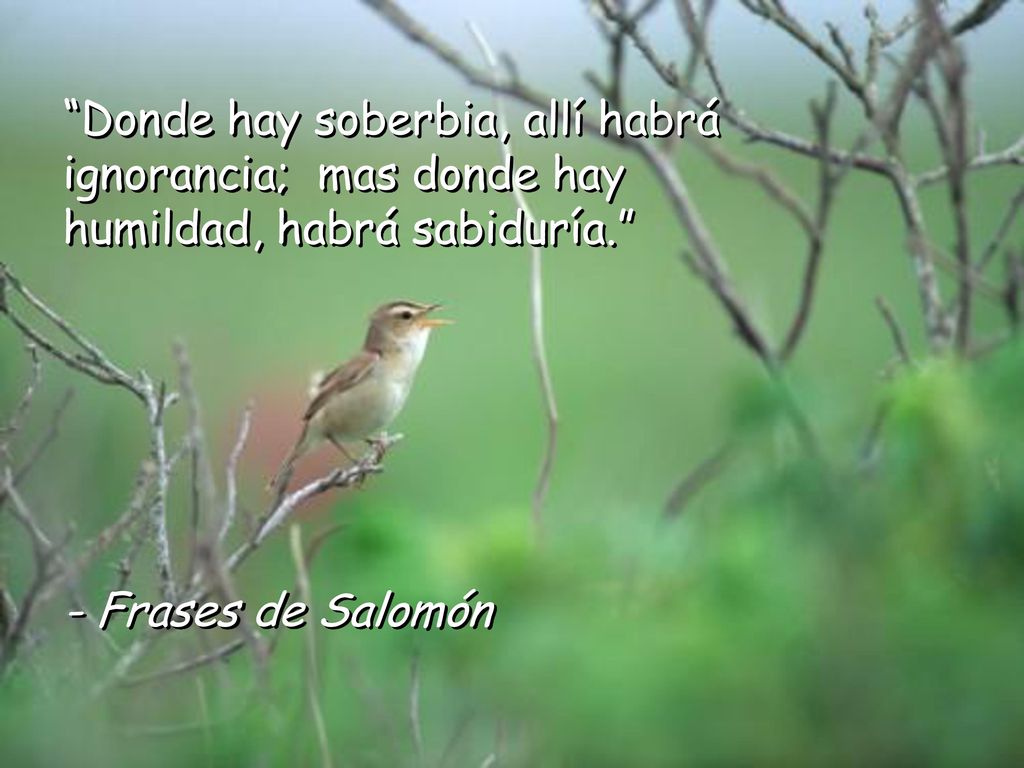 Donde hay soberbia, allí habrá ignorancia; mas donde hay humildad, habrá sabiduría.