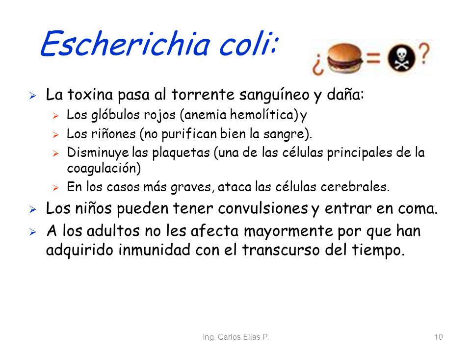 Escherichia coli: La toxina pasa al torrente sanguíneo y daña:
