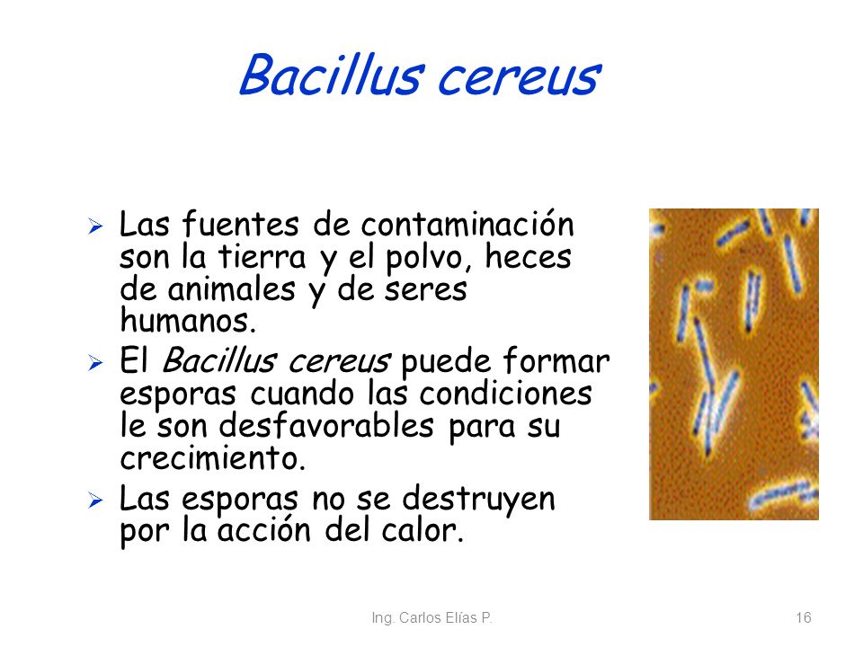 Bacillus cereus Las fuentes de contaminación son la tierra y el polvo, heces de animales y de seres humanos.