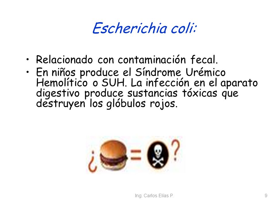 Escherichia coli: Relacionado con contaminación fecal.