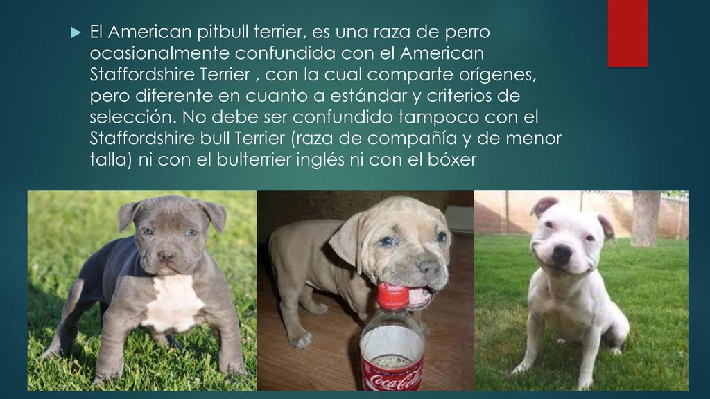 El American pitbull terrier, es una raza de perro ocasionalmente confundida con el American Staffordshire Terrier , con la cual comparte orígenes, pero diferente en cuanto a estándar y criterios de selección.