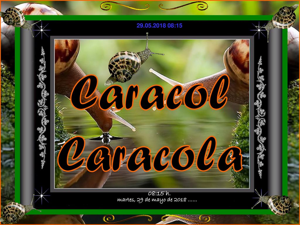 Caracol Caracola martes, 29 de mayo de 2018 …… 08:15 h.