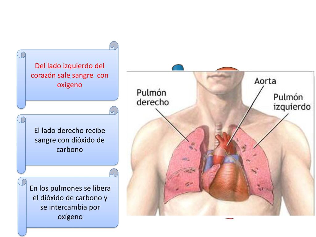 Del lado izquierdo del corazón sale sangre con oxígeno
