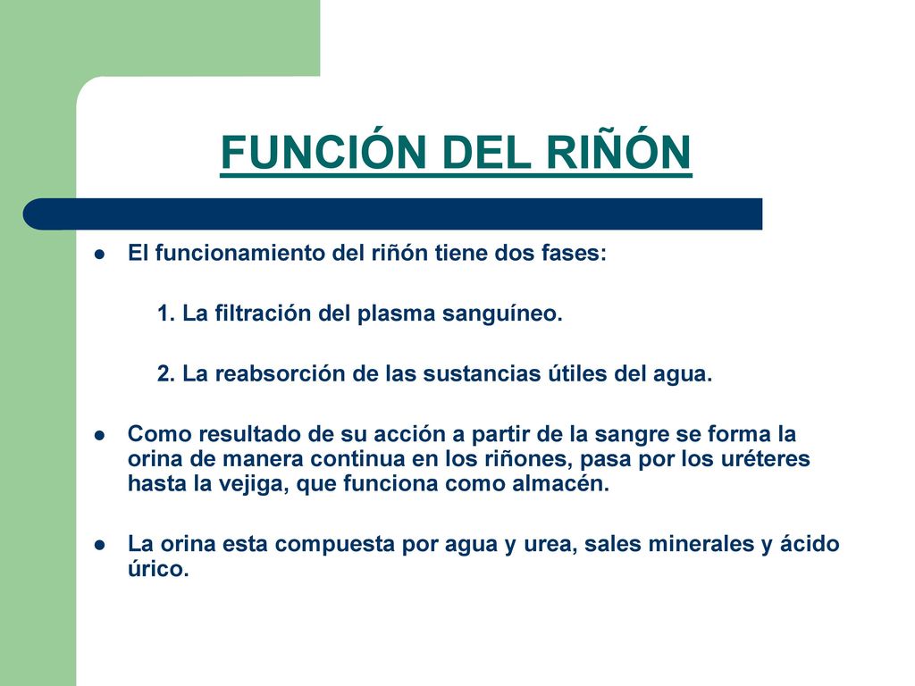 FUNCIÓN DEL RIÑÓN El funcionamiento del riñón tiene dos fases: