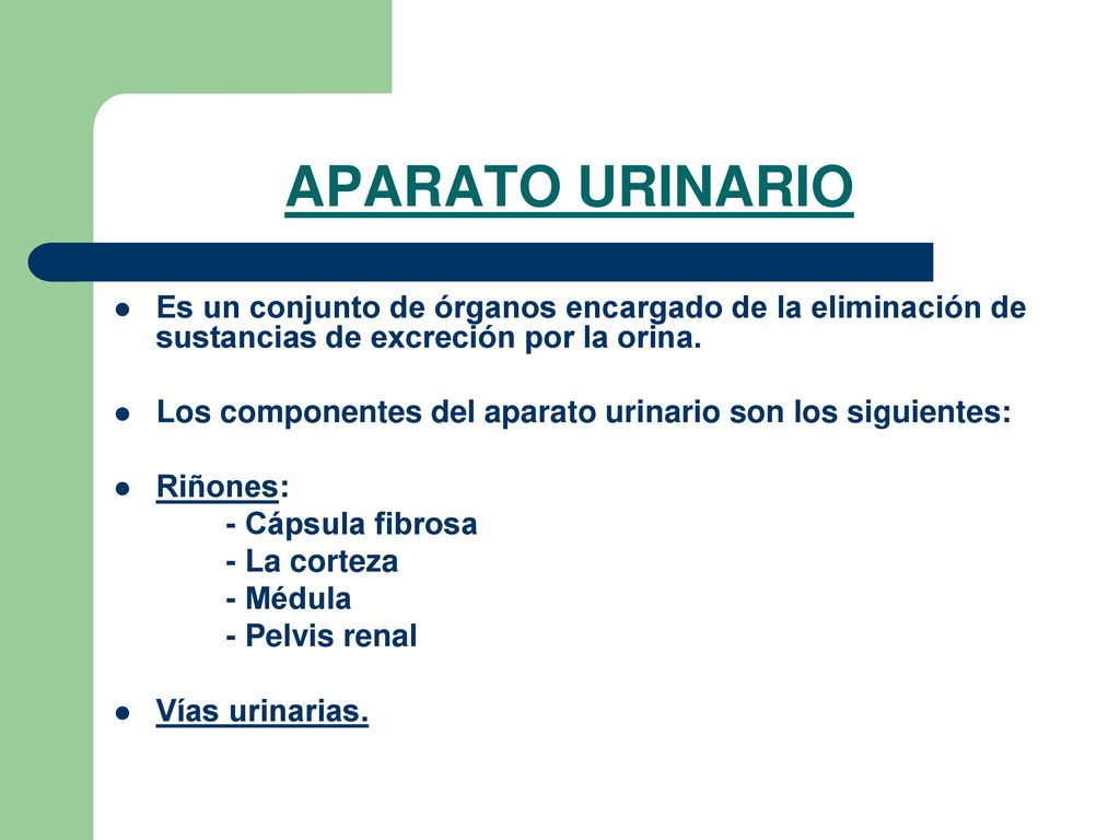 APARATO URINARIO Es un conjunto de órganos encargado de la eliminación de sustancias de excreción por la orina.