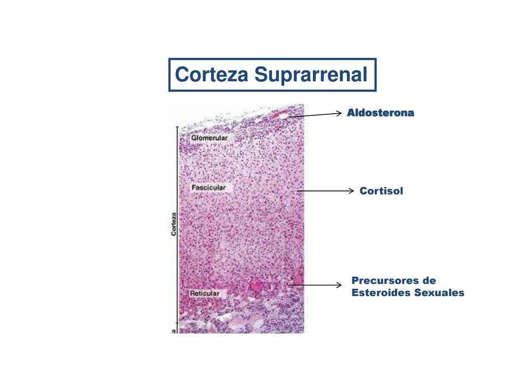 Corteza Suprarrenal Aldosterona Cortisol Precursores de