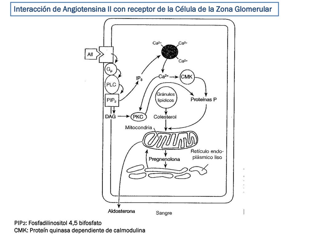 Interacción de Angiotensina II con receptor de la Célula de la Zona Glomerular