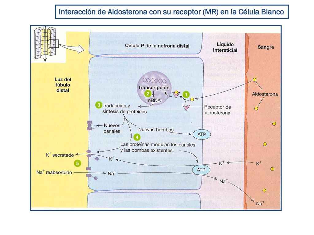 Interacción de Aldosterona con su receptor (MR) en la Célula Blanco