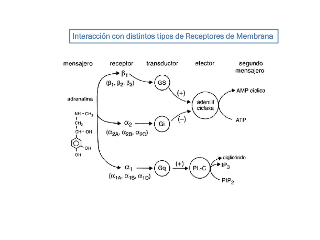Interacción con distintos tipos de Receptores de Membrana