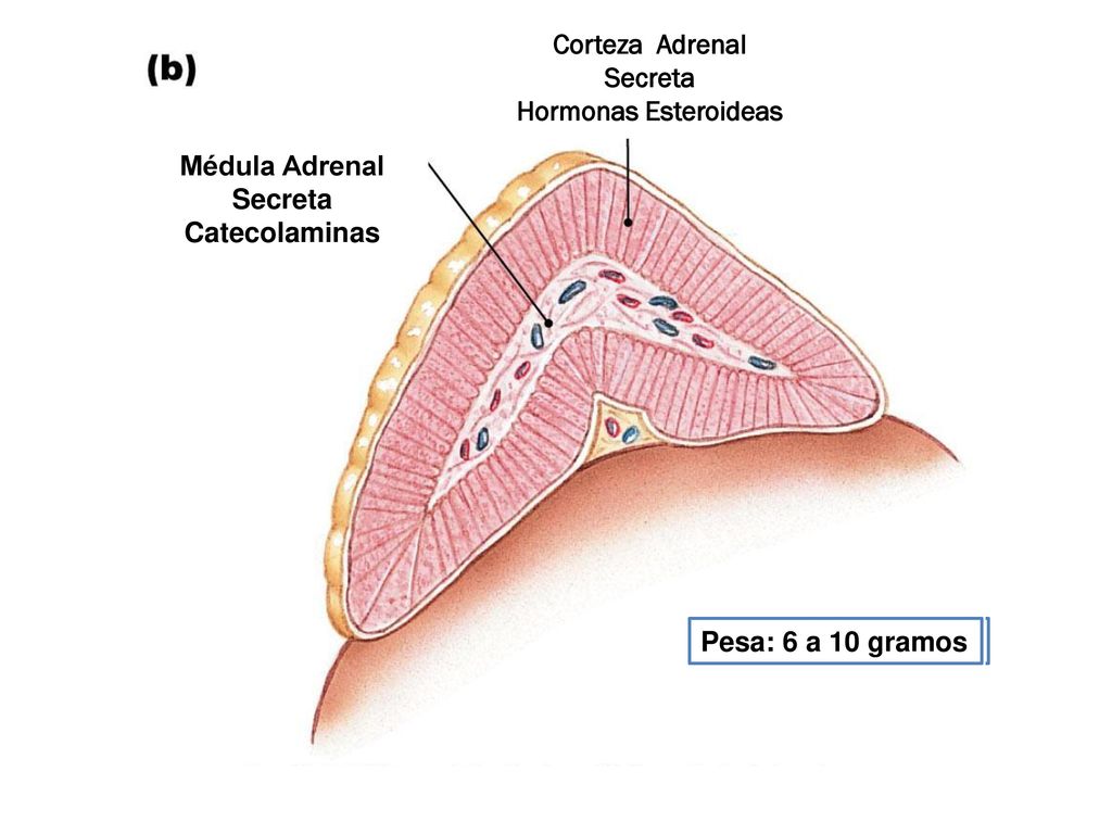 Pesa: 6 a 10 gramos Corteza Adrenal. Secreta. Hormonas Esteroideas. Médula Adrenal. Catecolaminas.