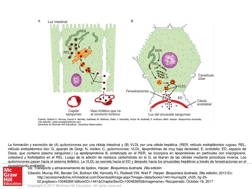 La formación y excreción de (A) quilomicrones por una célula intestinal y (B) VLDL por una célula hepática. (RER, retículo endoplásmico rugoso; REL, retículo endoplásmico liso; G, aparato de Golgi; N, núcleo; C, quilomicrones; VLDL, lipoproteínas de muy baja densidad; E, endotelio; ED, espacio de Disse, que contiene plasma sanguíneo.) La apolipoproteína B, sintetizada en el RER, se incorpora en lipoproteínas en partículas con triacilglicerol, colesterol y fosfolípidos en el REL. Luego de la adición de residuos carbohidrato en el G, se liberan de las células mediante pinocitosis inversa. Los quilomicrones pasan hacia el sistema linfático. La VLDL se secreta hacia el ED y después hacia los sinusoides hepáticos a través de fenestraciones en el revestimiento endotelial.