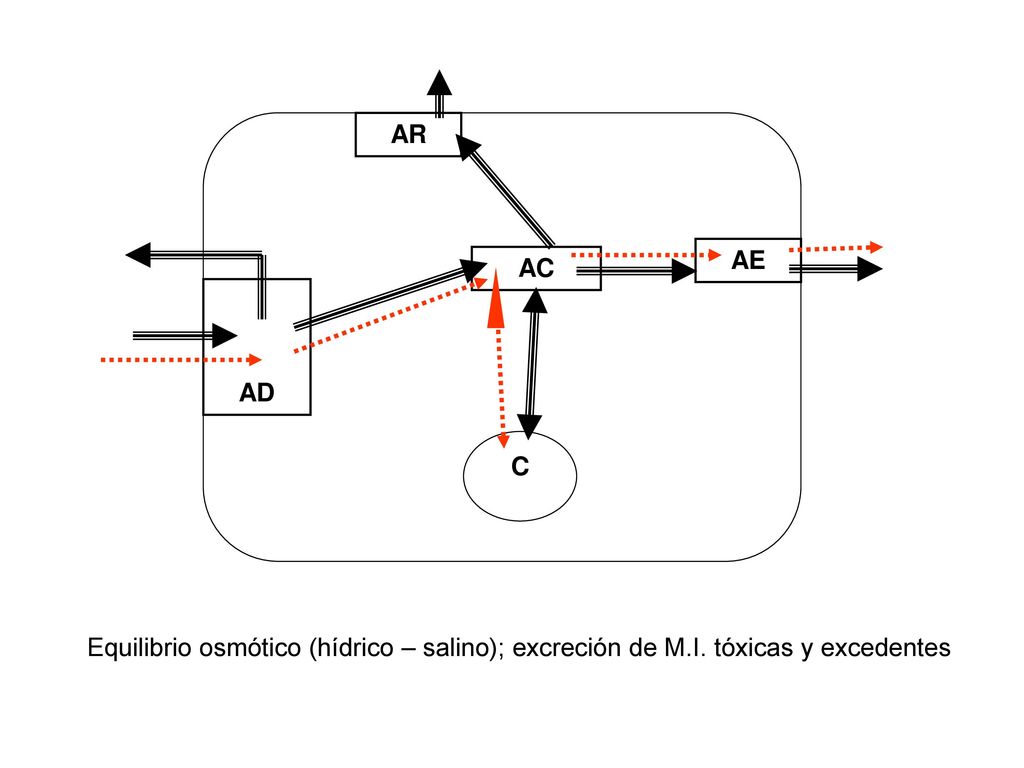 AR AE AC AD C Equilibrio osmótico (hídrico – salino); excreción de M.I. tóxicas y excedentes