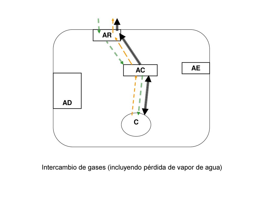 AR AE AC AD C Intercambio de gases (incluyendo pérdida de vapor de agua)