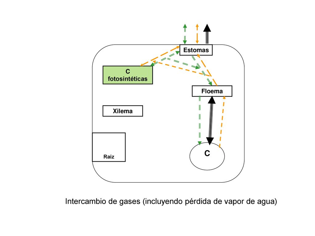 Intercambio de gases (incluyendo pérdida de vapor de agua)