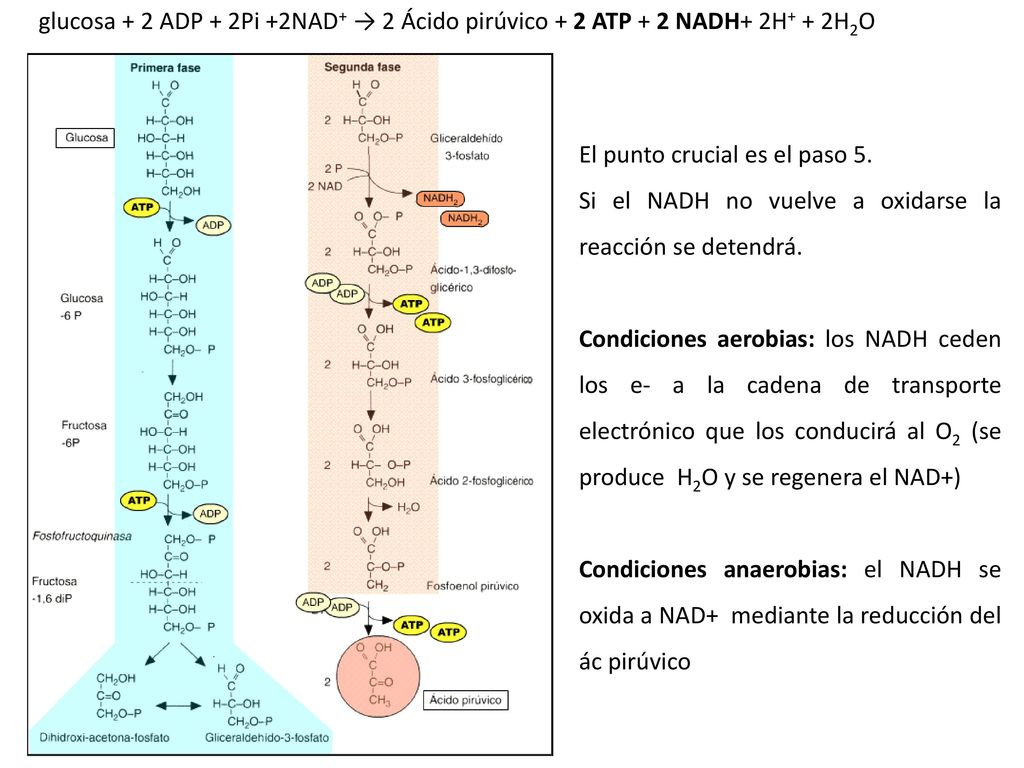 glucosa + 2 ADP + 2Pi +2NAD+ → 2 Ácido pirúvico + 2 ATP + 2 NADH+ 2H+ + 2H2O