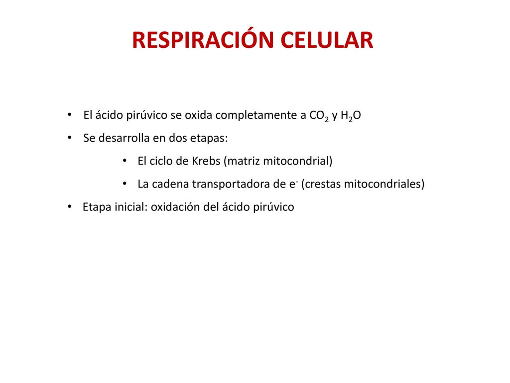 RESPIRACIÓN CELULAR El ácido pirúvico se oxida completamente a CO2 y H2O. Se desarrolla en dos etapas: