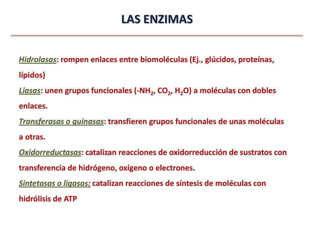 LAS ENZIMAS Hidrolasas: rompen enlaces entre biomoléculas (Ej., glúcidos, proteínas, lípidos)