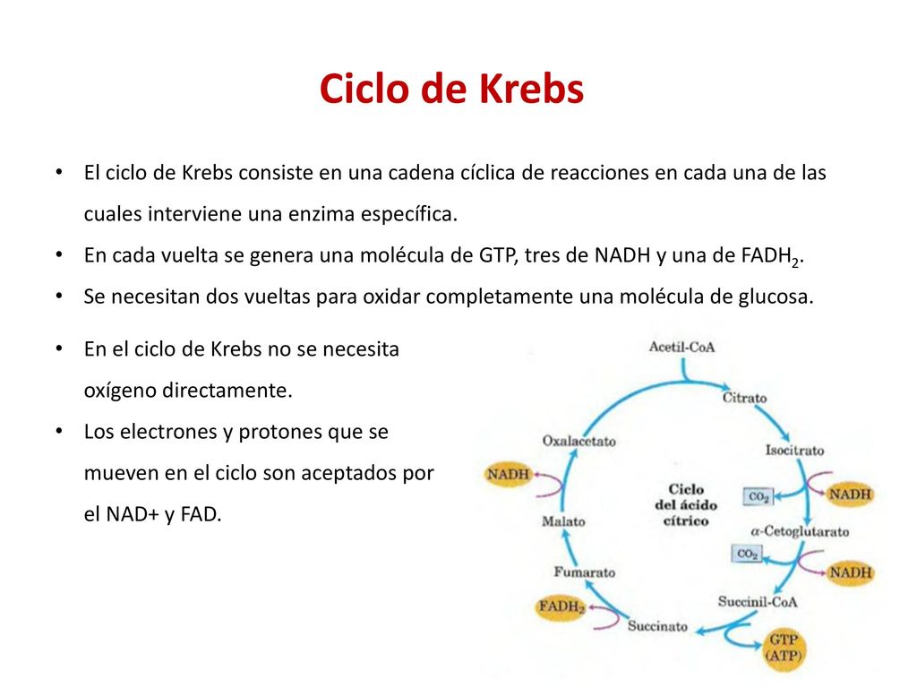 Ciclo de Krebs El ciclo de Krebs consiste en una cadena cíclica de reacciones en cada una de las cuales interviene una enzima específica.