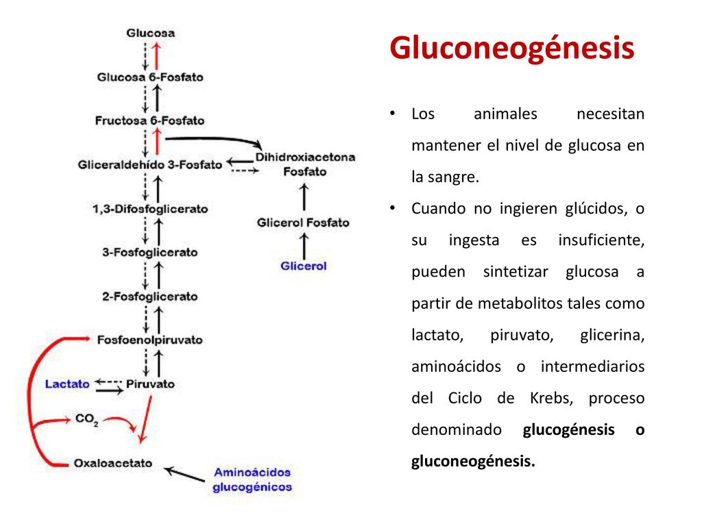 Gluconeogénesis Los animales necesitan mantener el nivel de glucosa en la sangre.