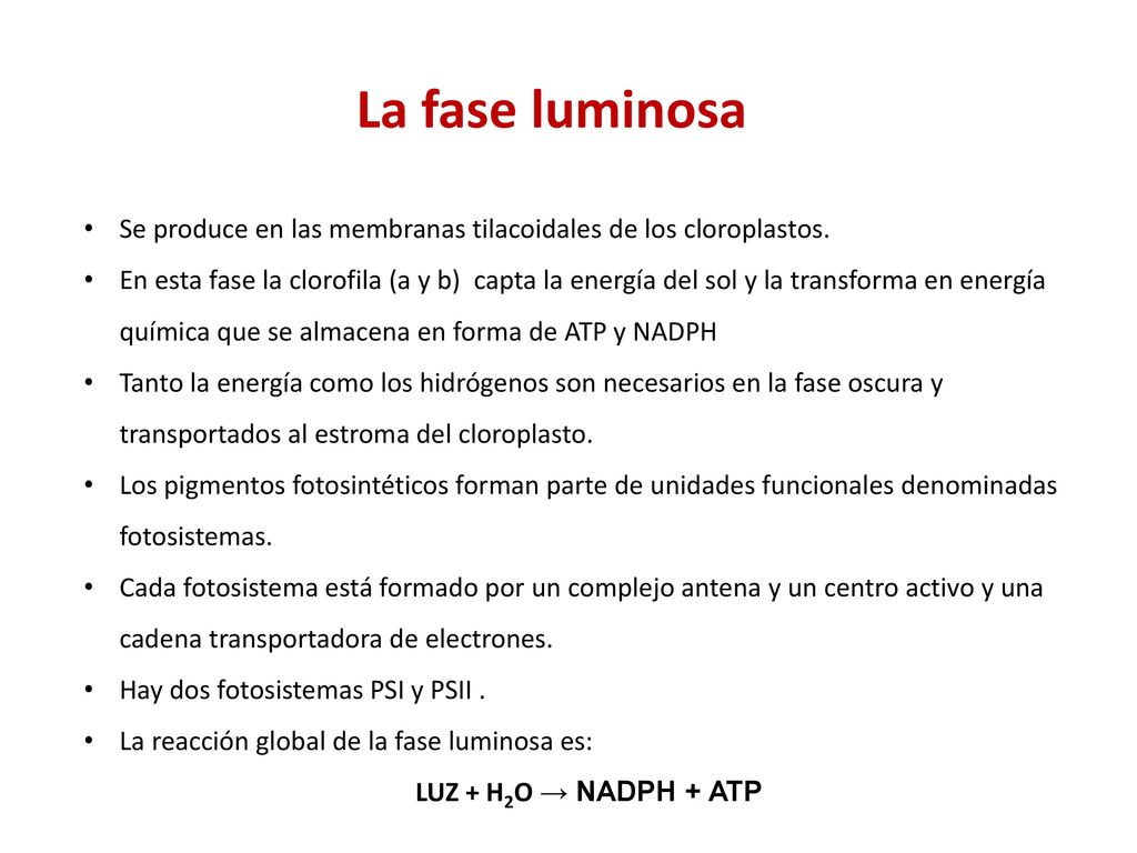 La fase luminosa Se produce en las membranas tilacoidales de los cloroplastos.