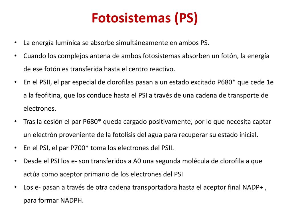 Fotosistemas (PS) La energía lumínica se absorbe simultáneamente en ambos PS.