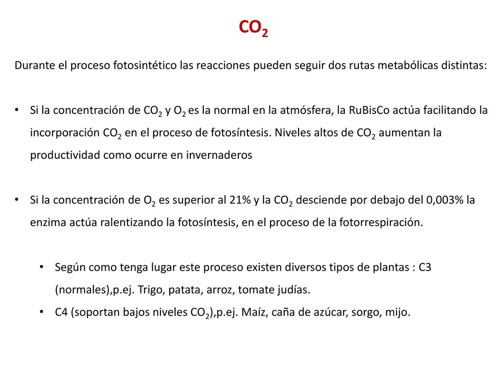 CO2 Durante el proceso fotosintético las reacciones pueden seguir dos rutas metabólicas distintas: