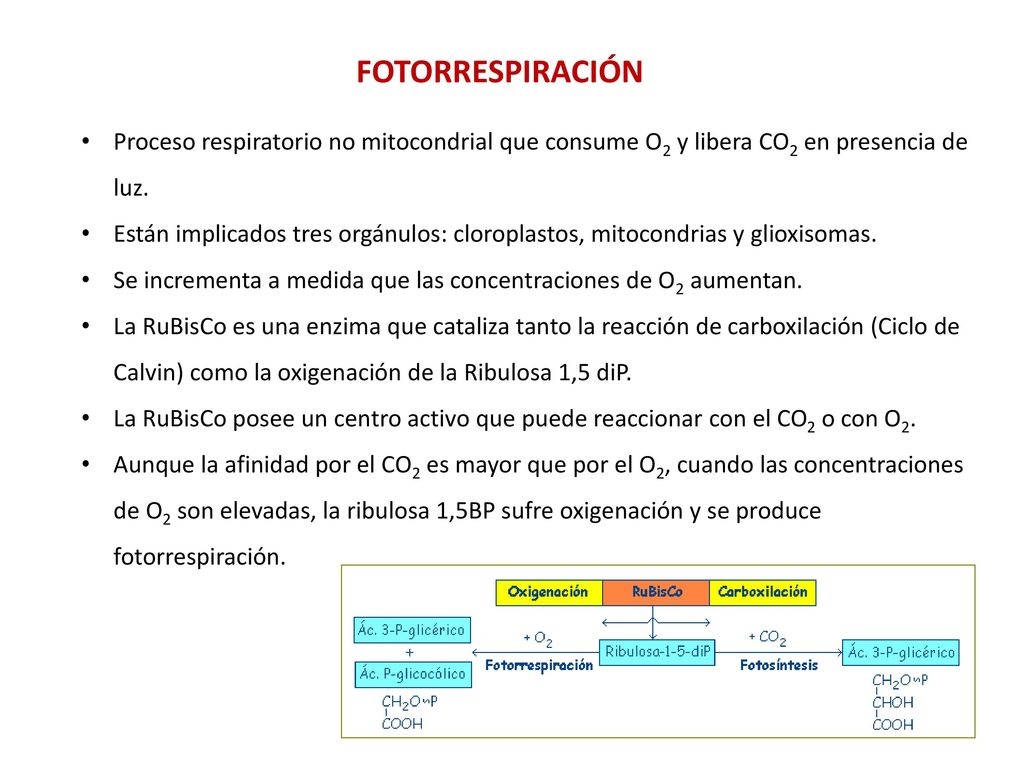 FOTORRESPIRACIÓN Proceso respiratorio no mitocondrial que consume O2 y libera CO2 en presencia de luz.