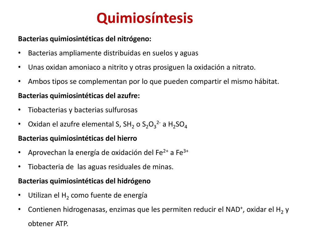 Quimiosíntesis Bacterias quimiosintéticas del nitrógeno:
