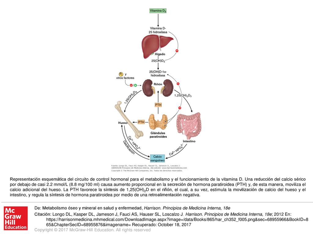Representación esquemática del circuito de control hormonal para el metabolismo y el funcionamiento de la vitamina D. Una reducción del calcio sérico por debajo de casi 2.2 mmol/L (8.8 mg/100 ml) causa aumento proporcional en la secreción de hormona paratiroidea (PTH) y, de esta manera, moviliza el calcio adicional del hueso. La PTH favorece la síntesis de 1,25(OH)2D en el riñón, el cual, a su vez, estimula la movilización de calcio del hueso y el intestino, y regula la síntesis de hormona paratiroidea por medio de una retroalimentación negativa.