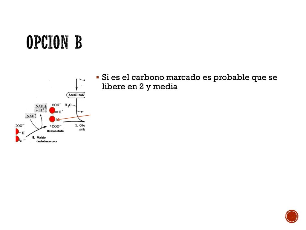 OPCION B Si es el carbono marcado es probable que se libere en 2 y media