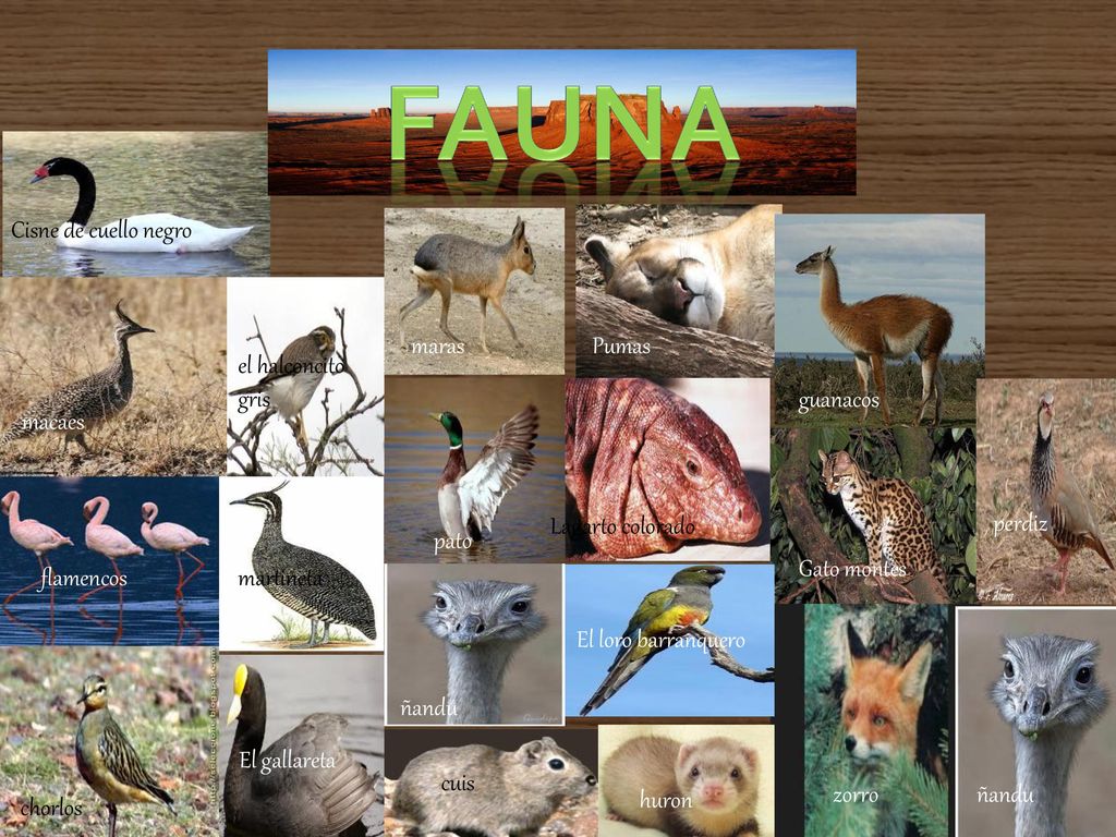 fauna Cisne de cuello negro maras Pumas el halconcito gris guanacos