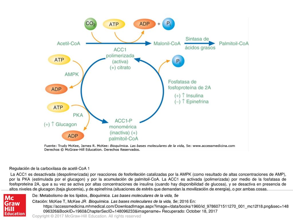 La ACC1 es desactivada (despolimerizada) por reacciones de fosforilación catalizadas por la AMPK (como resultado de altas concentraciones de AMP), por la PKA (estimulada por el glucagon) y por la acumulación de palmitoil-CoA. La ACC1 es activada (polimerizada) por medio de la fosfatasa de fosfoproteína 2A, que a su vez se activa por altas concentraciones de insulina (cuando hay disponibilidad de glucosa), y se desactiva en presencia de altos niveles de glucagon (baja glucemia), y de epinefrina (situaciones de estrés que demandan la movilización de energía), o por ambas cosas.