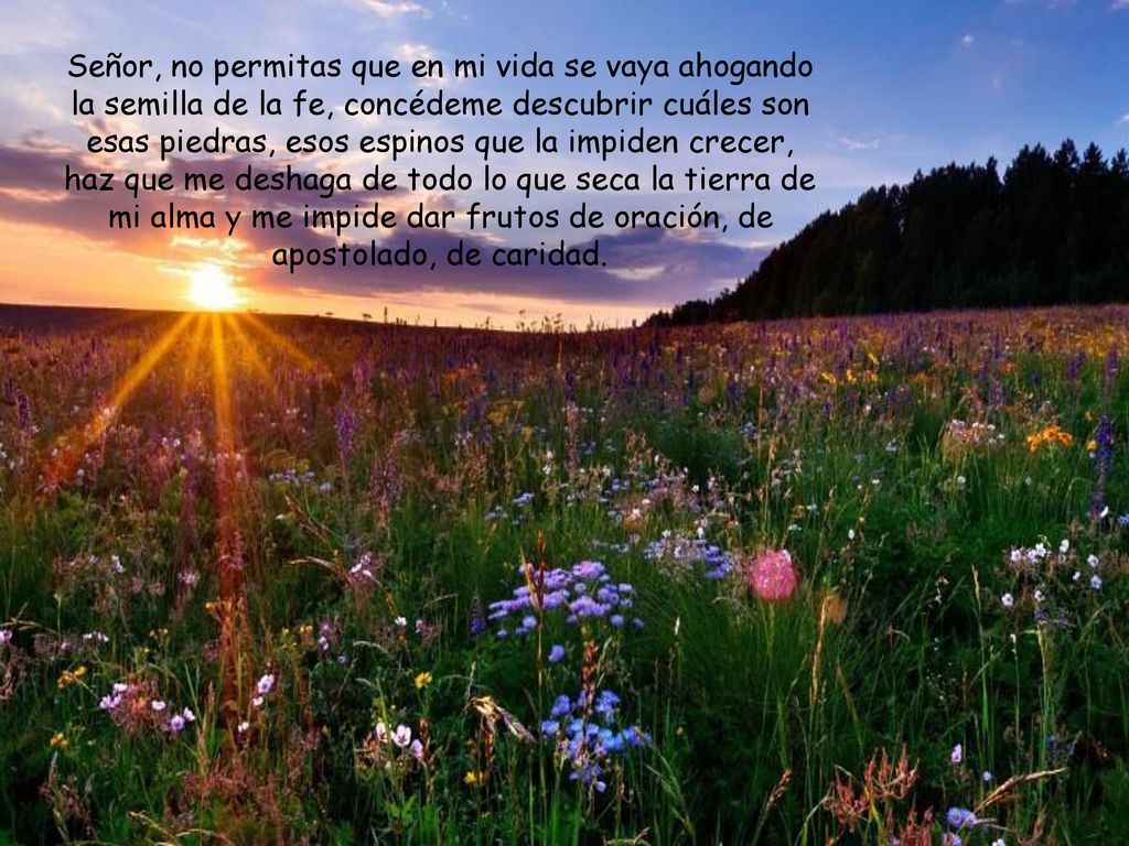 Señor, no permitas que en mi vida se vaya ahogando la semilla de la fe, concédeme descubrir cuáles son esas piedras, esos espinos que la impiden crecer, haz que me deshaga de todo lo que seca la tierra de mi alma y me impide dar frutos de oración, de apostolado, de caridad.