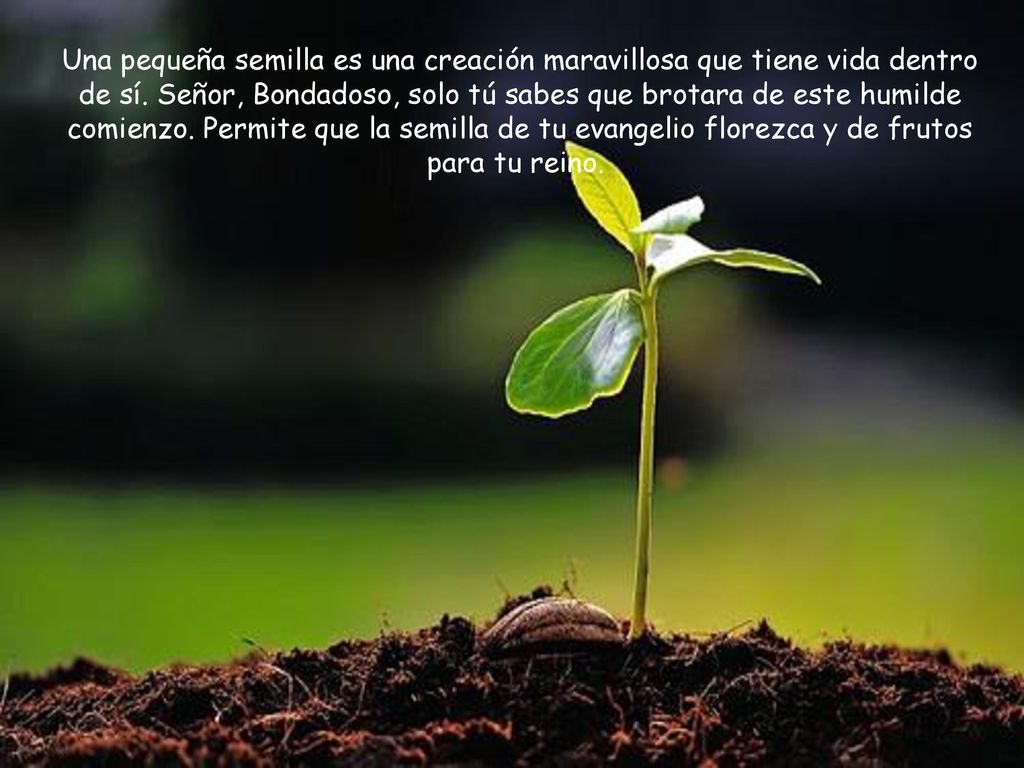 Una pequeña semilla es una creación maravillosa que tiene vida dentro de sí.