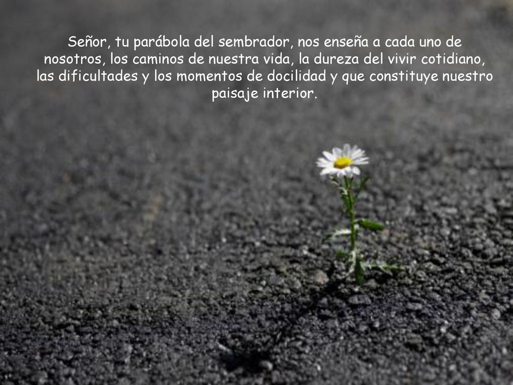 Señor, tu parábola del sembrador, nos enseña a cada uno de nosotros, los caminos de nuestra vida, la dureza del vivir cotidiano, las dificultades y los momentos de docilidad y que constituye nuestro paisaje interior.