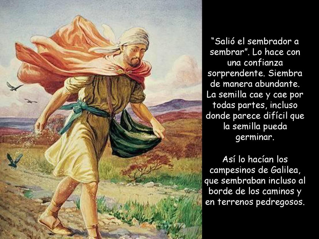 Salió el sembrador a sembrar . Lo hace con una confianza sorprendente