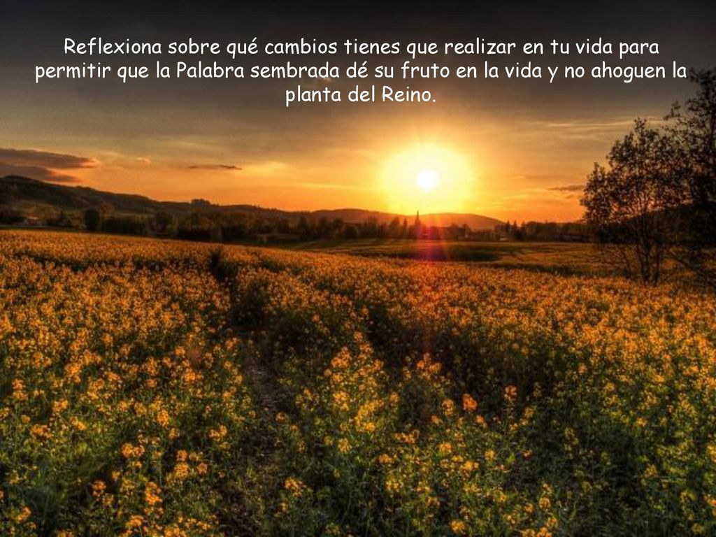 Reflexiona sobre qué cambios tienes que realizar en tu vida para permitir que la Palabra sembrada dé su fruto en la vida y no ahoguen la planta del Reino.