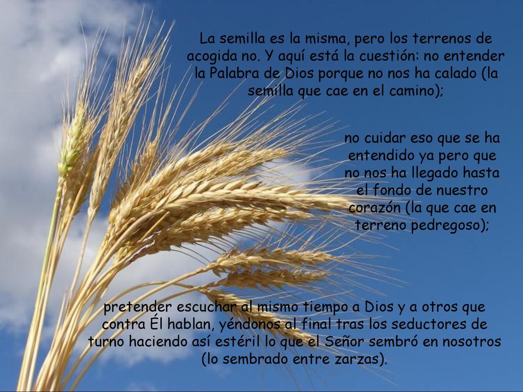 La semilla es la misma, pero los terrenos de acogida no