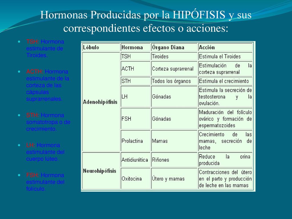 Hormonas Producidas por la HIPÓFISIS y sus correspondientes efectos o acciones:
