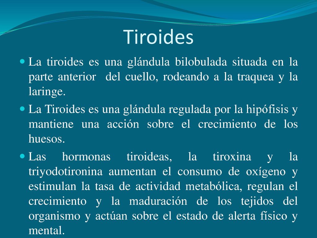 Tiroides La tiroides es una glándula bilobulada situada en la parte anterior del cuello, rodeando a la traquea y la laringe.
