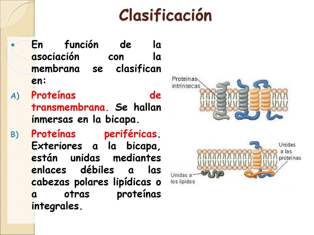 Clasificación En función de la asociación con la membrana se clasifican en: Proteínas de transmembrana. Se hallan inmersas en la bicapa.