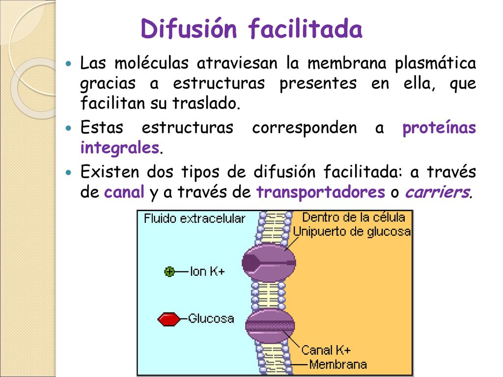 Difusión facilitada Las moléculas atraviesan la membrana plasmática gracias a estructuras presentes en ella, que facilitan su traslado.