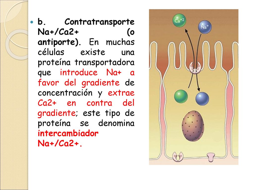 b. Contratransporte Na+/Ca2+ (o antiporte)
