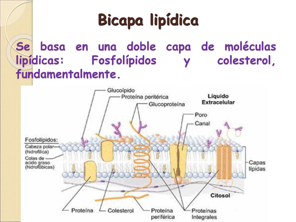 Bicapa lipídica Se basa en una doble capa de moléculas lipídicas: Fosfolípidos y colesterol, fundamentalmente.